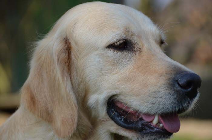 Feelgood Lazaryzou Greatest show on earth