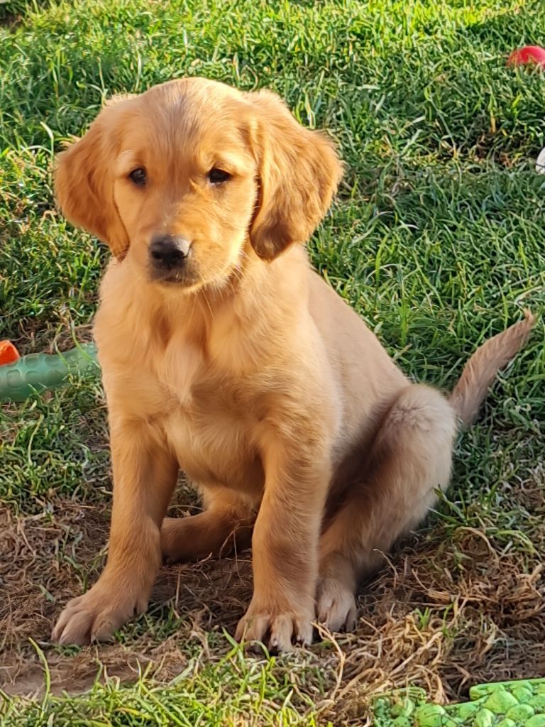 Publication : des Mielles du Cap Hôgan Auteur : B. MARTIN