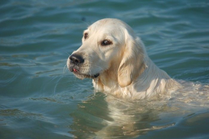 Publication : Feelgood Lazaryzou 