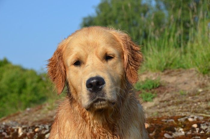 TR. CH. Hakuna matata du pays sayvage