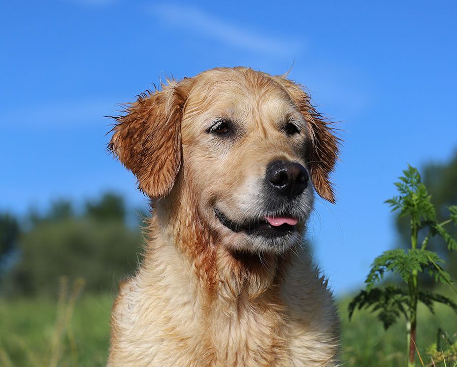 TR. CH. Feelgood Lazaryzou Jamaica billie jean zazu