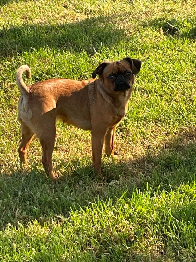 CH. Sya Des Brabs De Philie