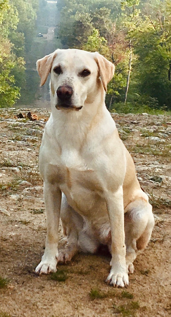 Publication : De Chamantoine 