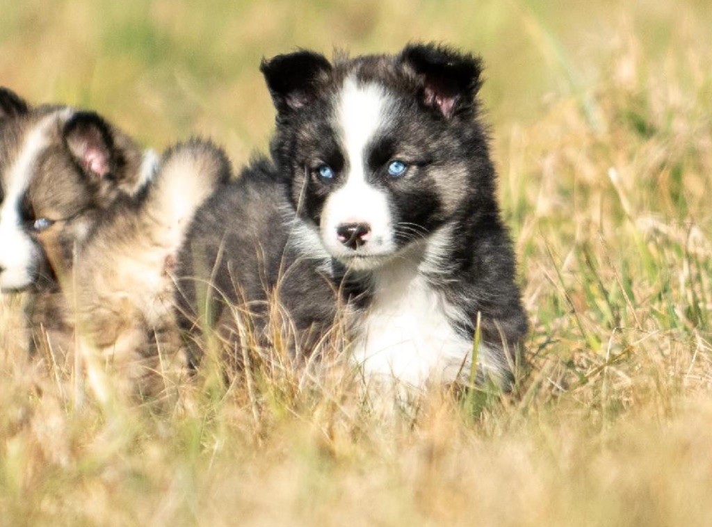 Publication : Polar Souls 