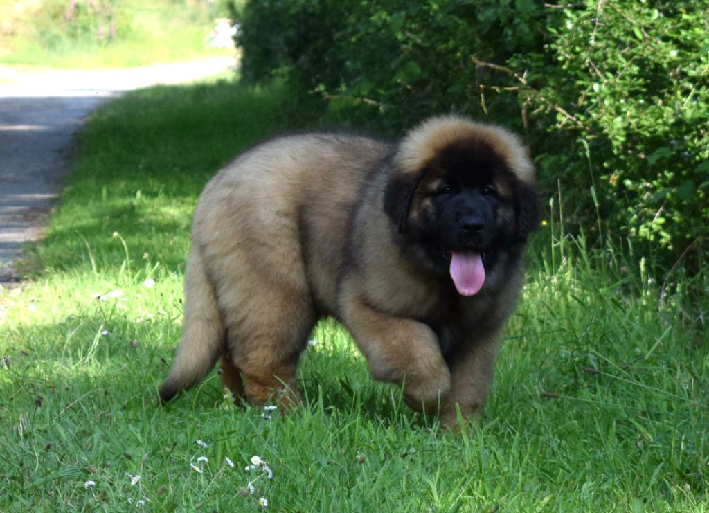 Publication : Des Gardiens Des Lions Auteur : Anne-Cécile Rousselet