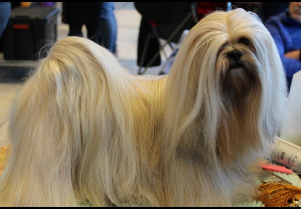 Publication : du Manoir de Luthece 