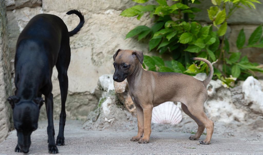 Publication : Rosae Fidelis Auteur : Nathalie Hurel