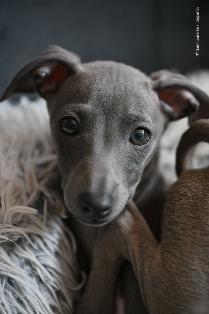 Publication : Lux Elegantia Auteur : AurÃ©lie TRONCQUEE