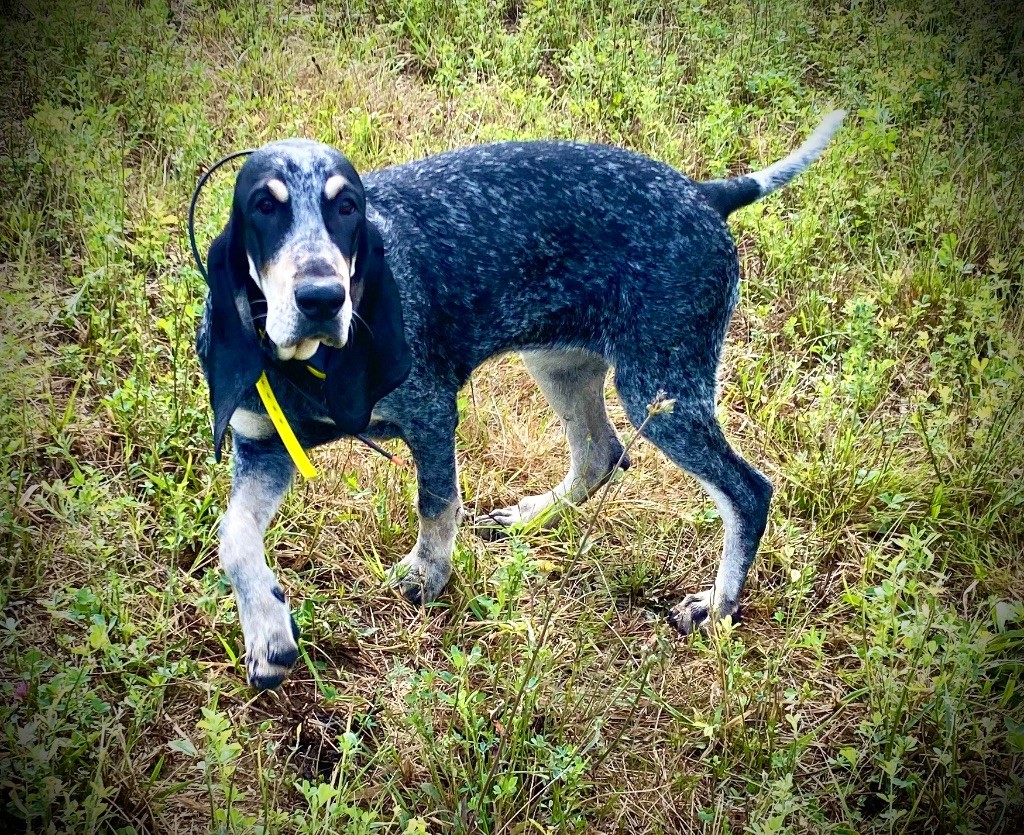 Publication : Des Côteaux De Moissac Auteur : Elevage des cÃ´teaux de Moissac