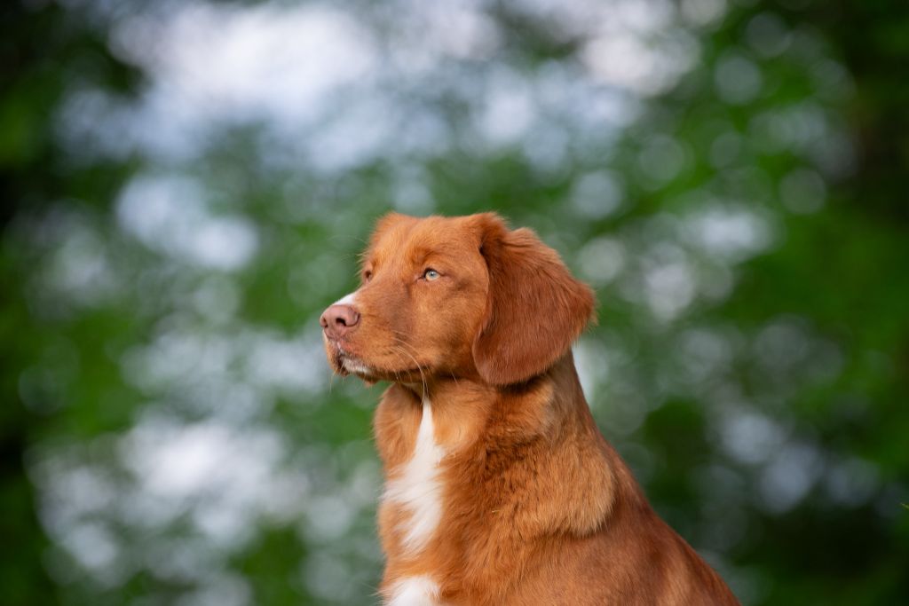 Publication : Red Fox Des Couleurs D'Autumn Auteur : Pernet Marion