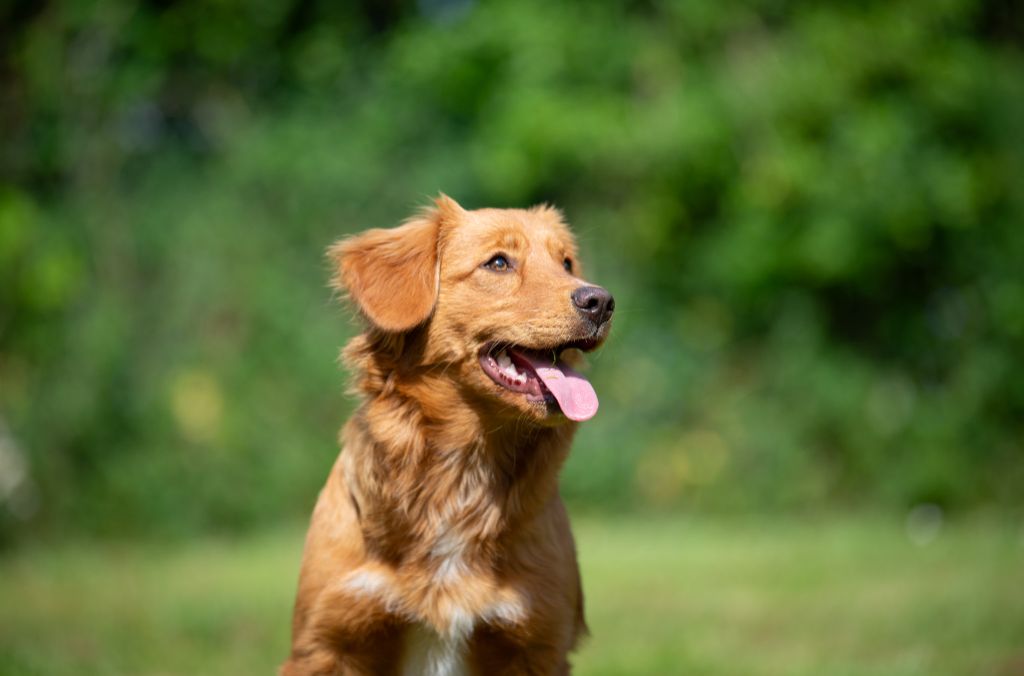 Publication : Red Fox Des Couleurs D'Autumn 