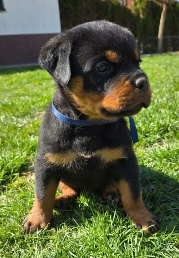 Publication : Du Temple D'Adranos