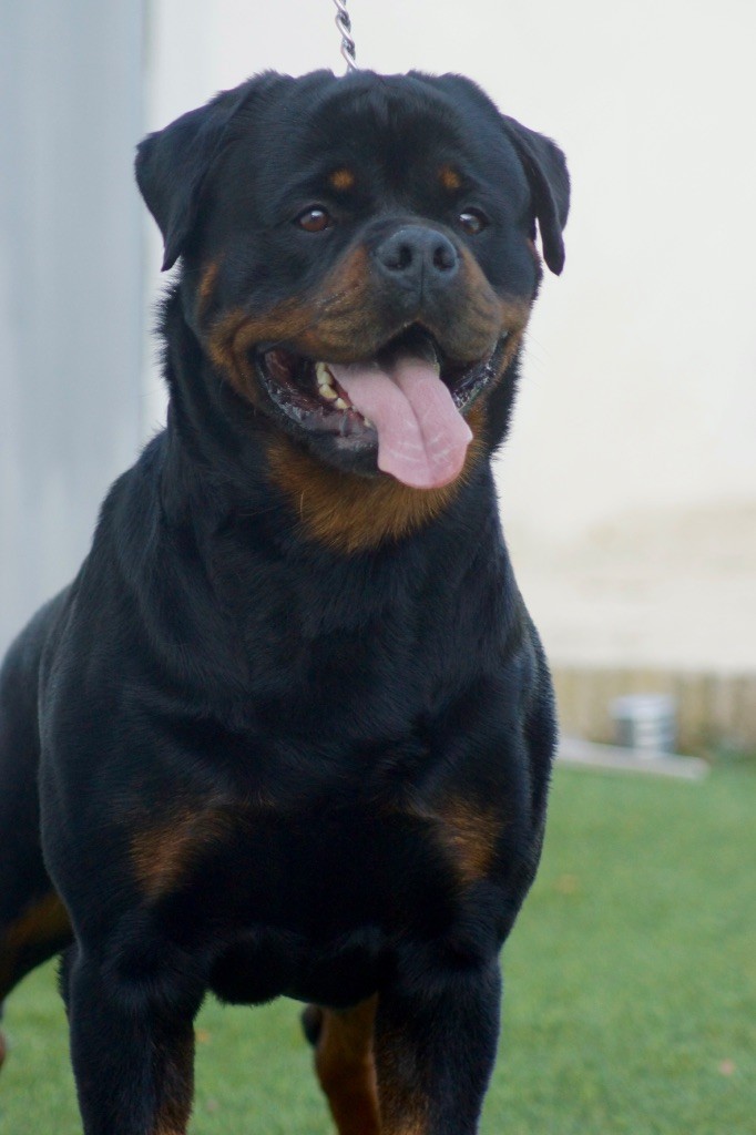 Publication : Sheitan Imperium 