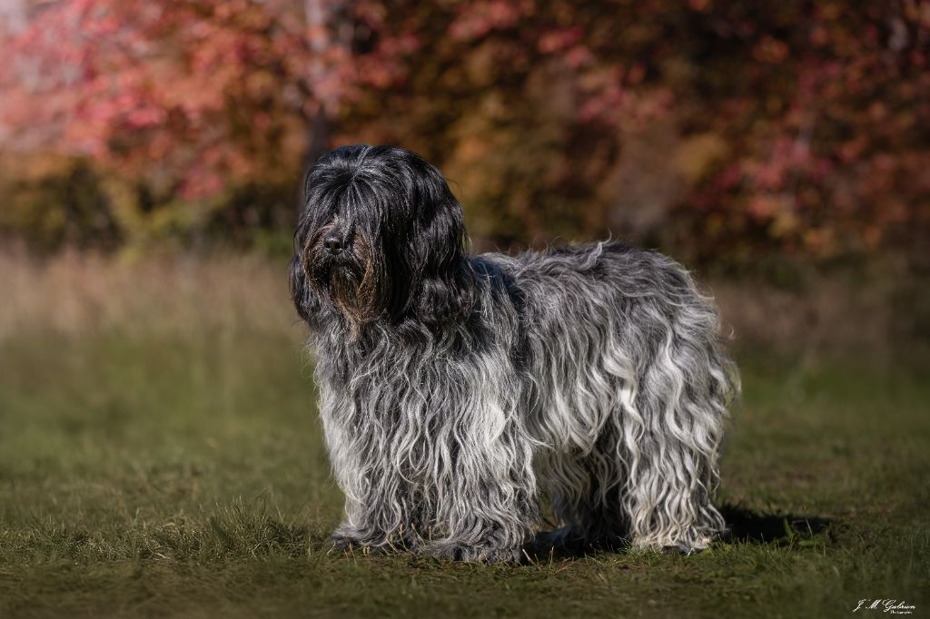 Publication : Des Bois De La Choisnerie