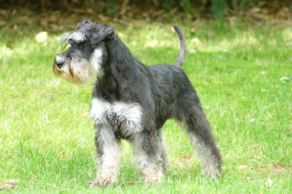 Publication : des Iris Bleus 