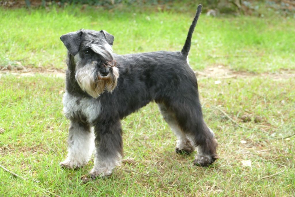 Publication : des Iris Bleus 