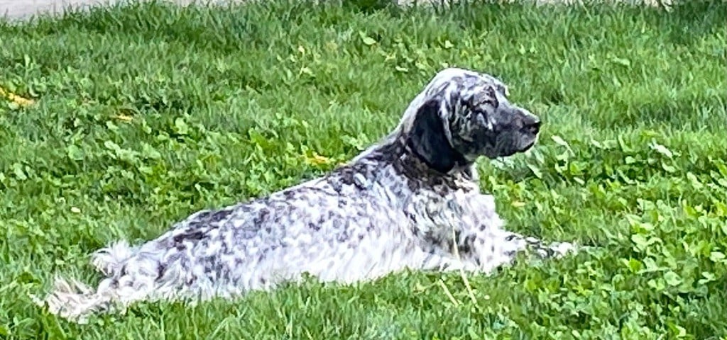 Publication : du Jas d'Orion 