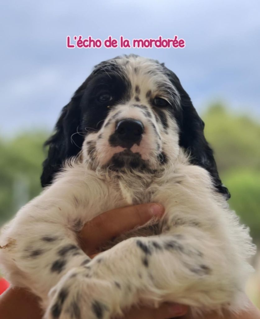 Publication : de l'écho de la Mordorée