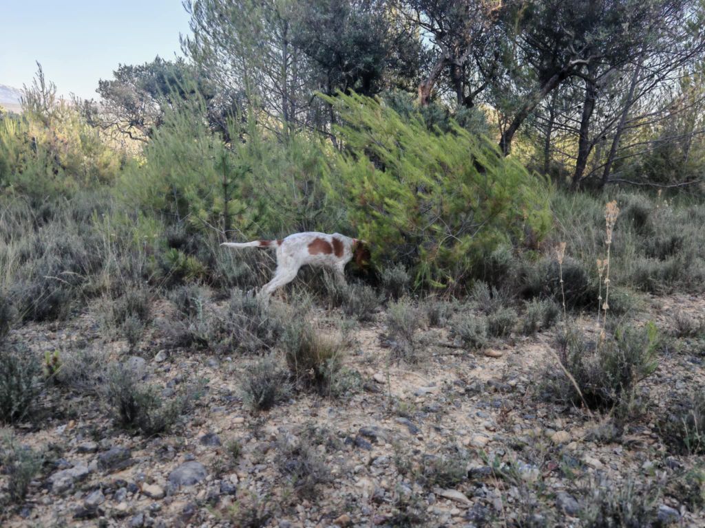 Publication : de l'écho de la Mordorée