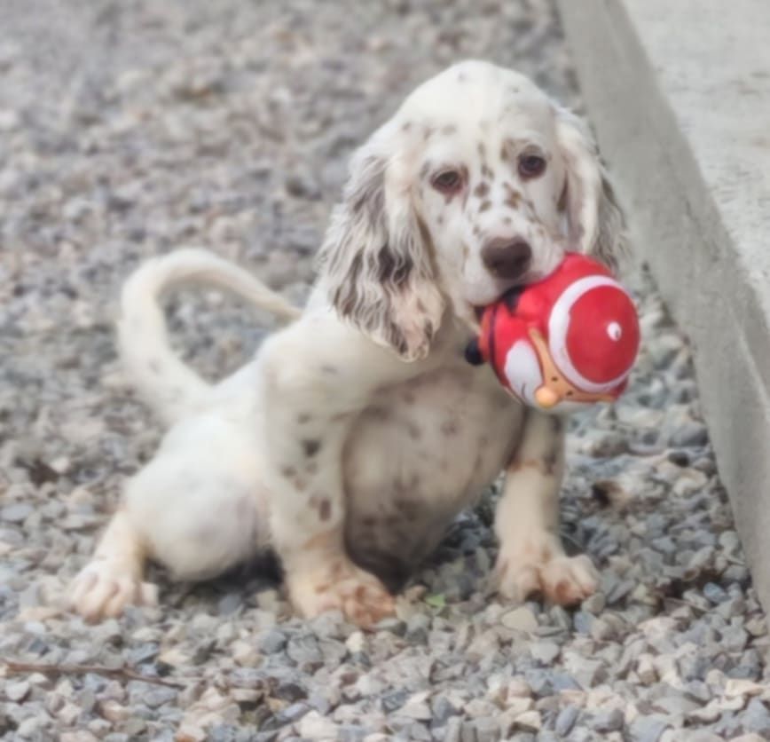 Publication : de l'écho de la Mordorée 