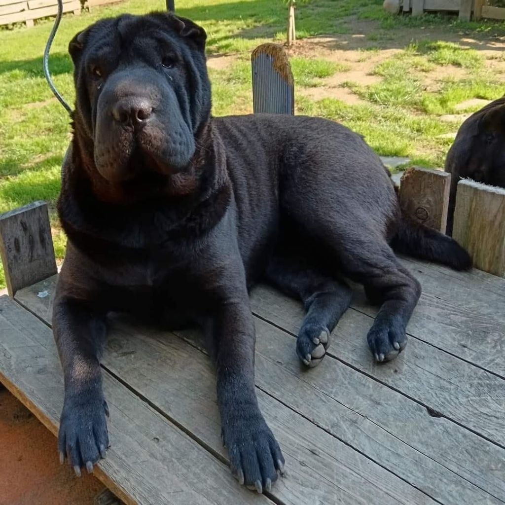 Publication : Des Terres Ancestrales Auteur : Martial DUMONTIER-ELIE