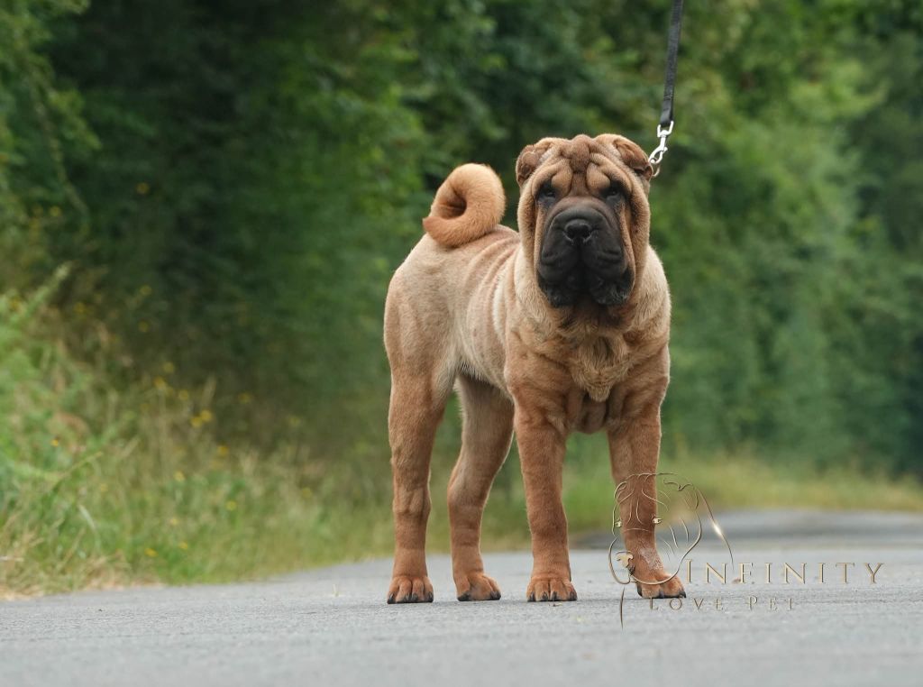 Publication : Infinity Love Pei 