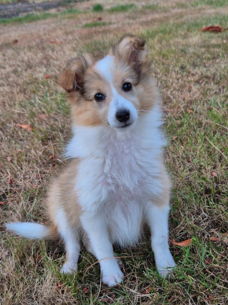 Publication : de La Lune De Feu Auteur : lalunedefeu