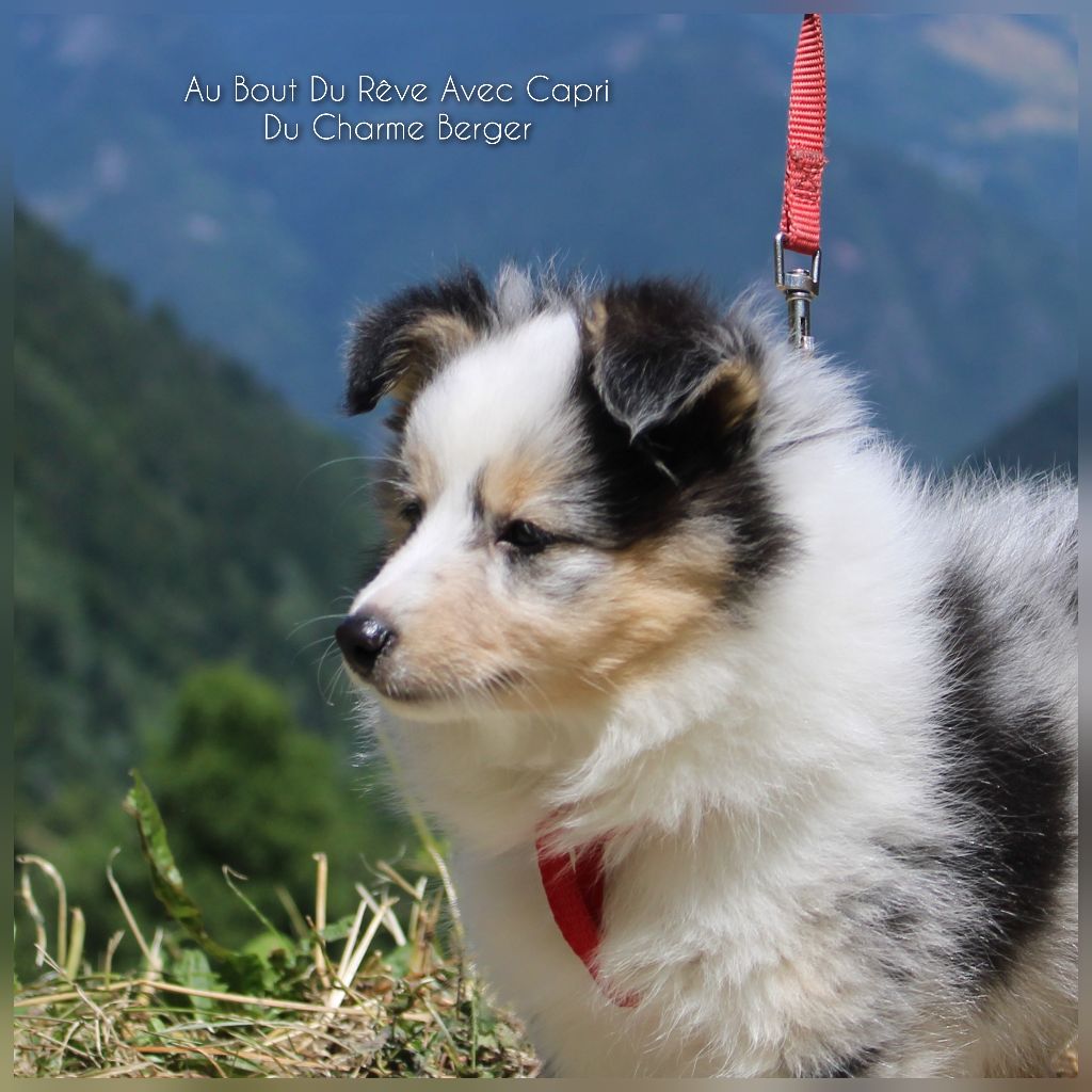 Publication : Du Charme Berger 