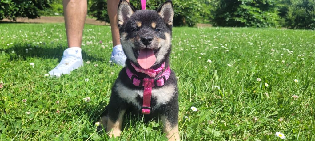 Publication : Du Temple Shiba 