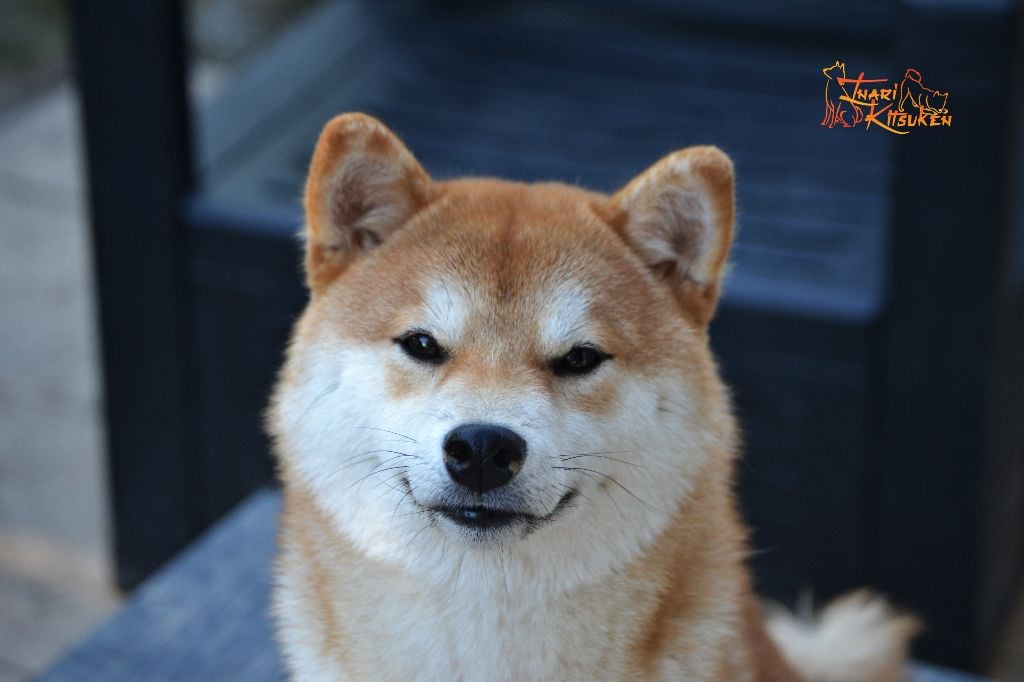 Publication : Go Inari Kitsuken