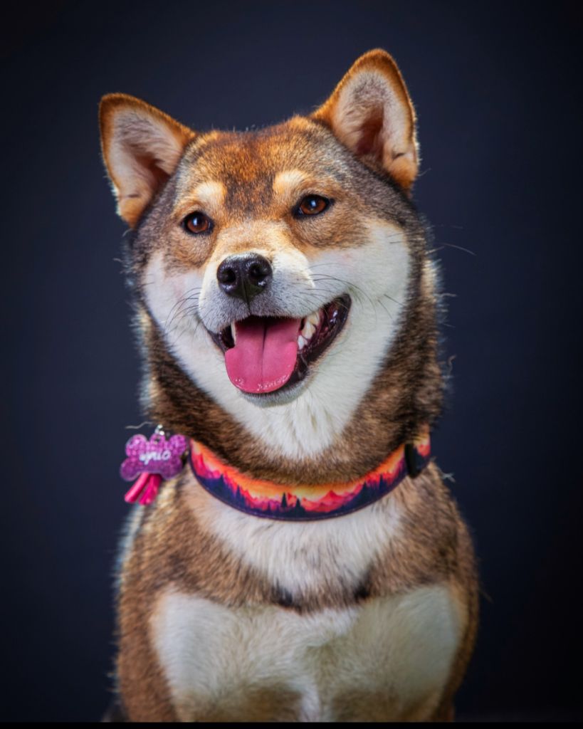 Publication : Les Lys De Fanelia 