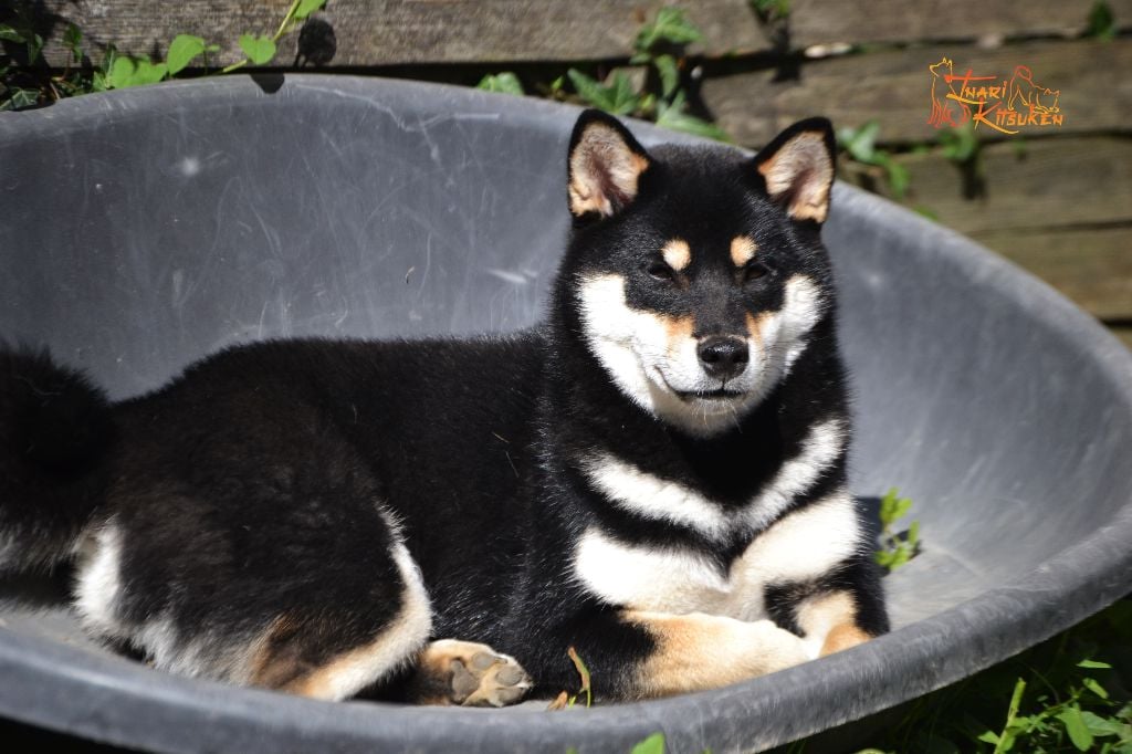 Publication : Go Inari Kitsuken