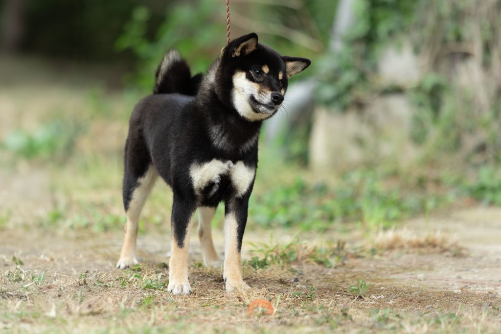 Publication : Go Yume No Sekai 