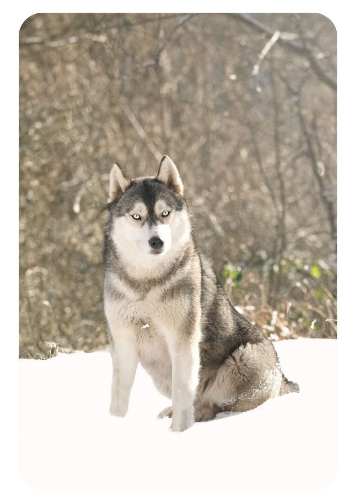 Publication : Of The Nordic Empire Auteur : Nordic Empire