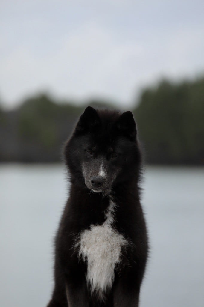 Publication : Of Umok's Dreams Auteur : Chloe zorzano-bry