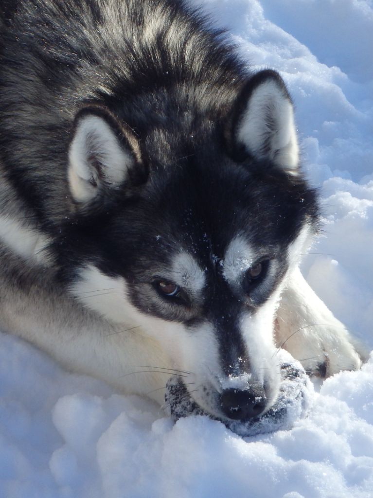 Publication : des p'tits loups Vadrouilleurs Auteur : SEVERINE DESNOYERS