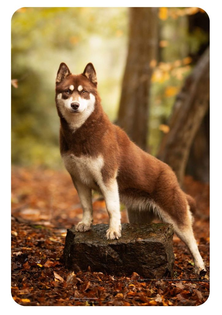 Publication : Of The Nordic Empire Auteur : Nordic Empire