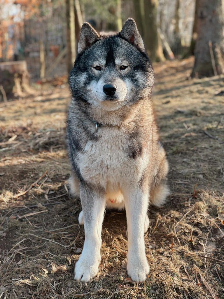 Publication : Of The Nordic Empire Auteur : Nordic Empire