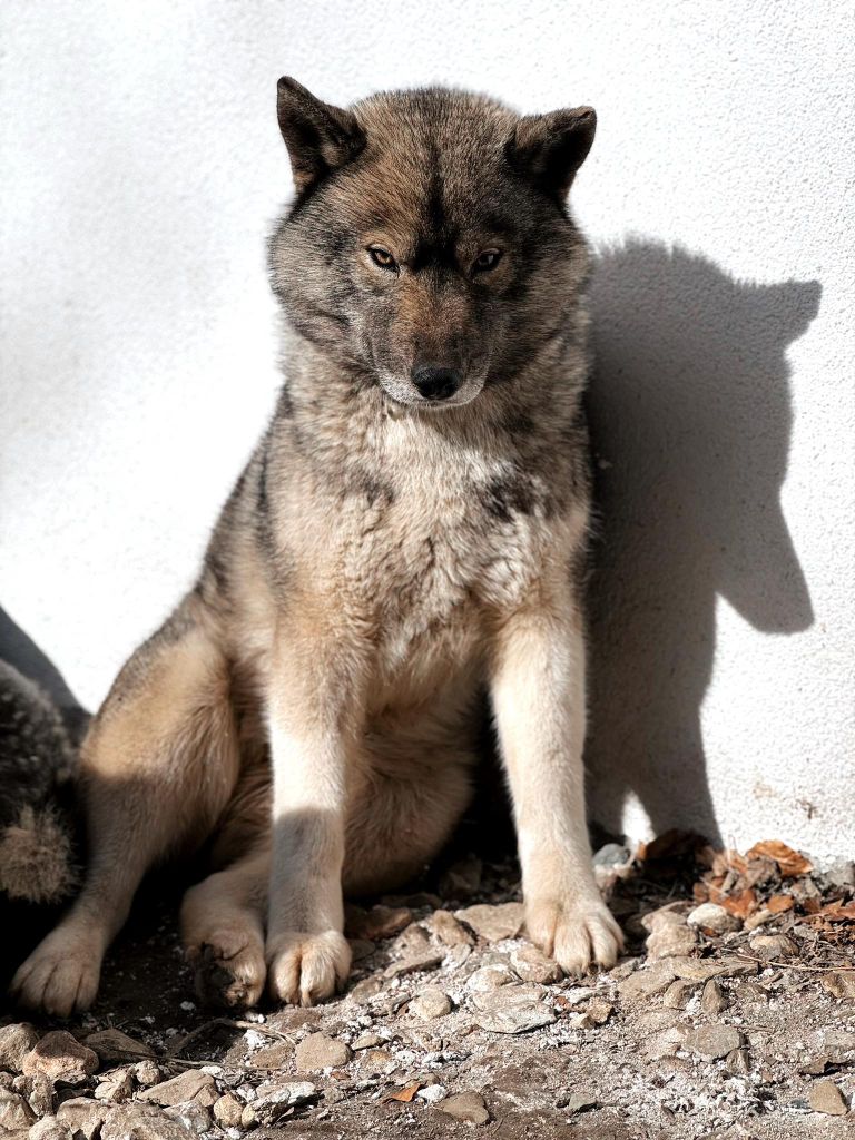 Publication : Of The Nordic Empire