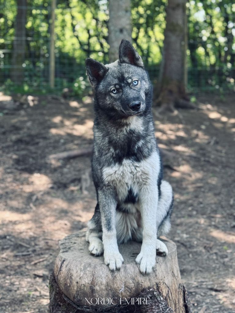 Publication : Of The Nordic Empire Auteur : Nordic Empire