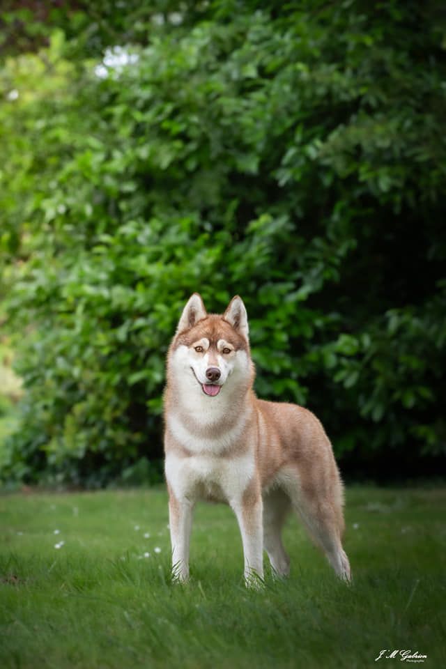 Publication : The Guardians Of Winter 