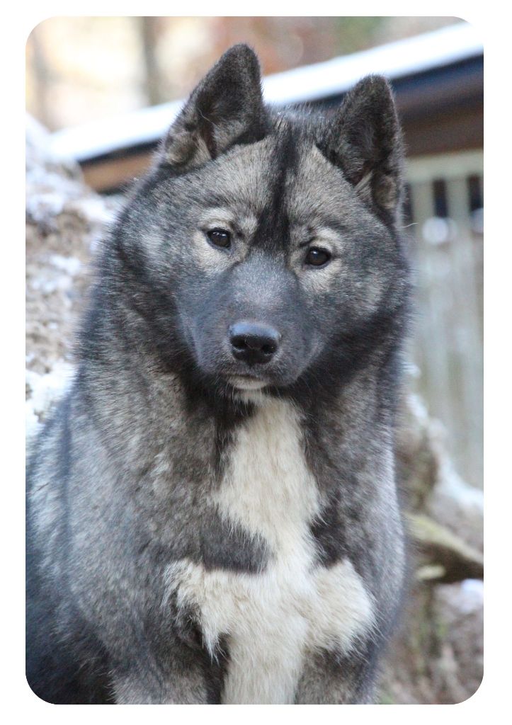 Publication : Of The Nordic Empire