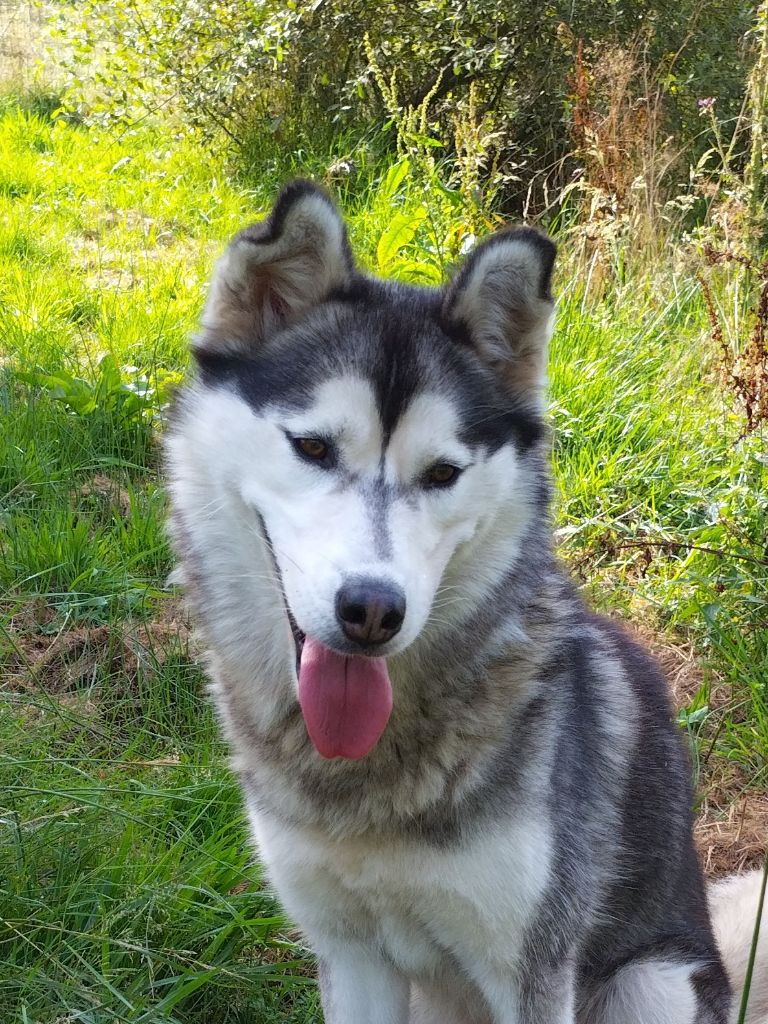 Publication : des p'tits loups Vadrouilleurs Auteur : SEVERINE DESNOYERS