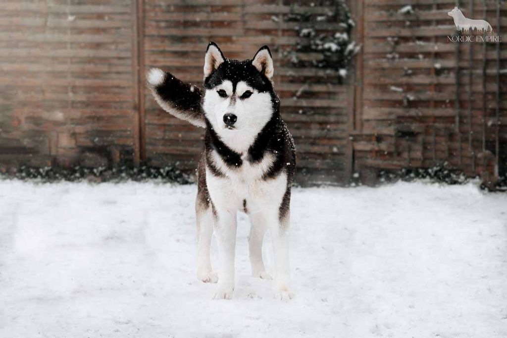 Publication : Of The Nordic Empire Auteur : Nordic Empire