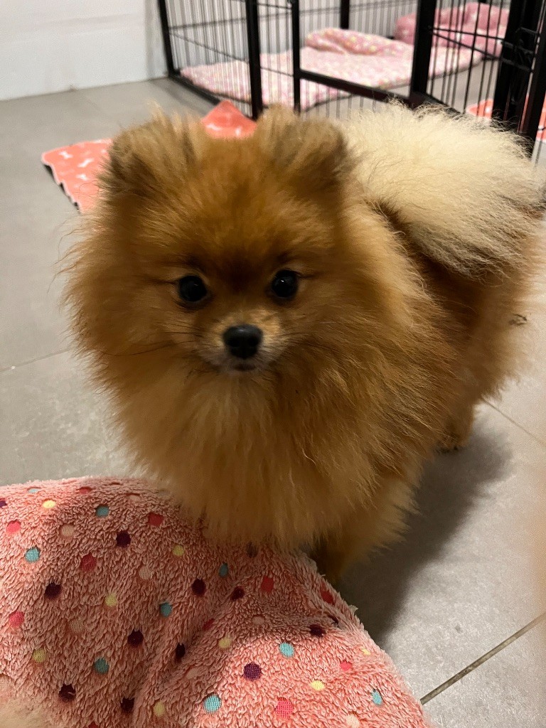 Publication : Foxlight Auteur : Laurette Pagnier 