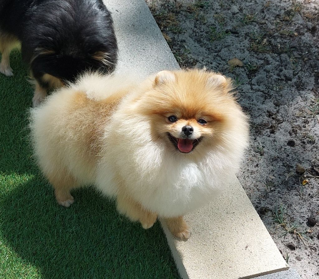 Publication : de la vallee des Condors