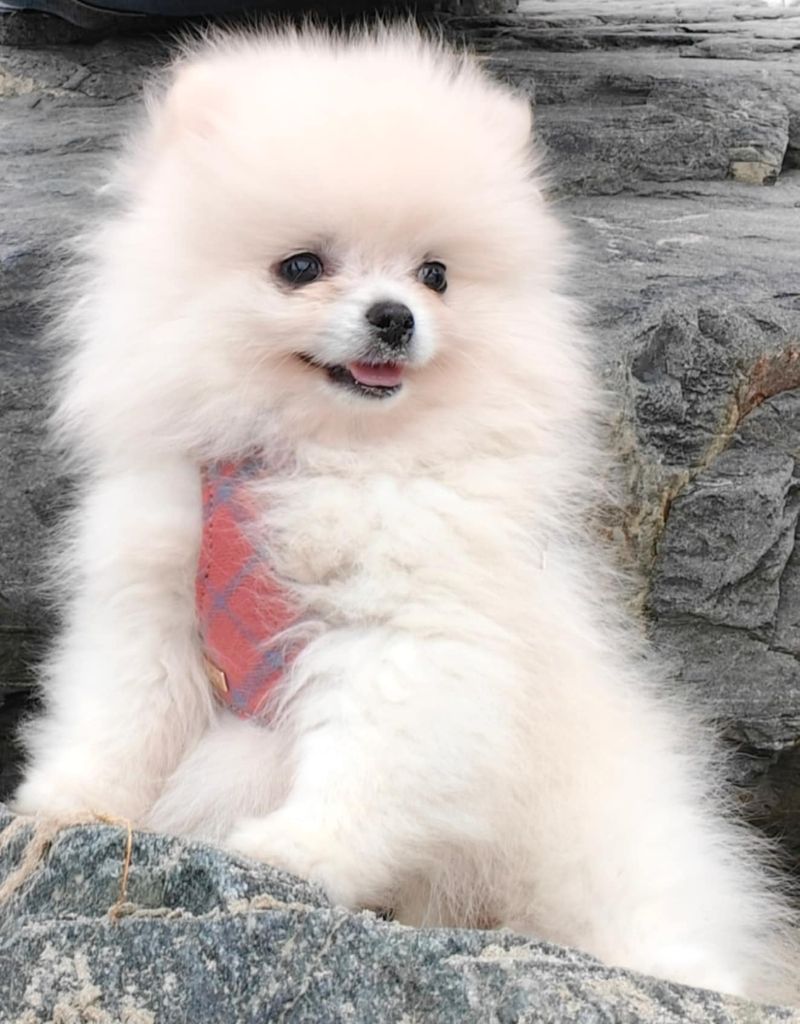 Publication : de l'ange Gardien de Faujus Auteur : Cabaret Florence