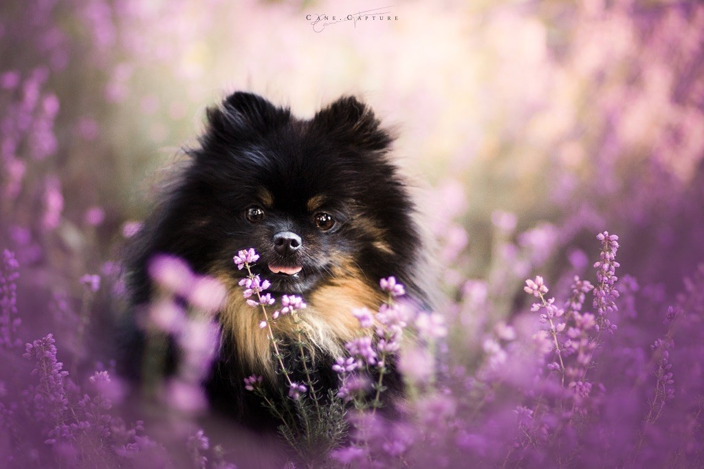 Publication : L’Epopée De Mya 