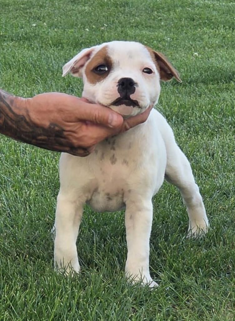 Publication : The Magical World Of Stafford Auteur : Nicolas Lefesvre 