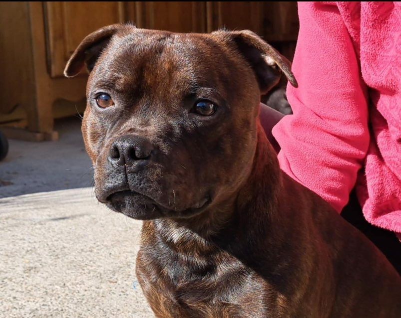 Publication : Monkey D'SBT